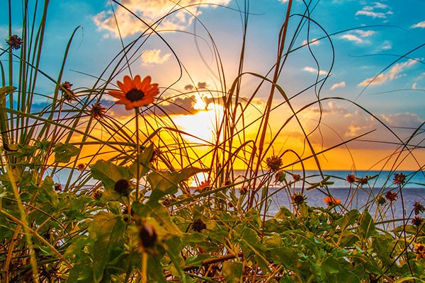 flowers along a florida beach