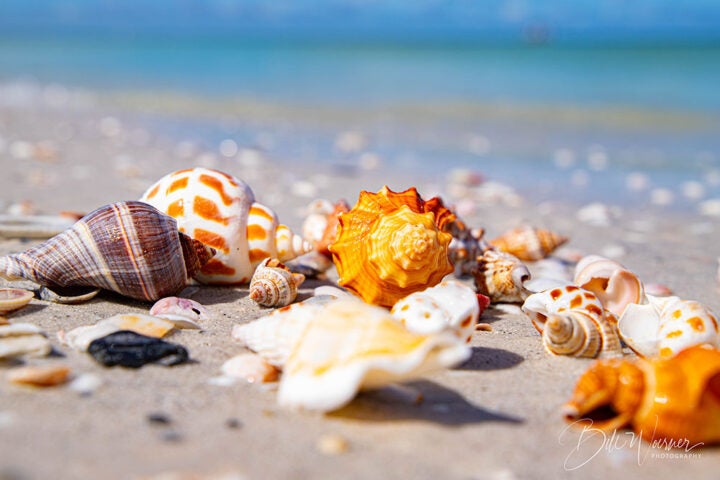 seashells on a beach