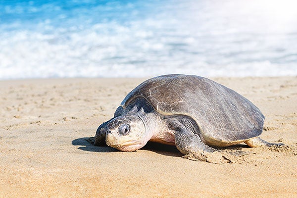 sea turtle on beach